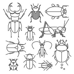 Vector collection of different bugs. Icon set of insects in linear style on the white background.