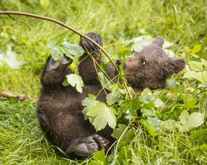 Cute brown grizzly bear cub Ursus arctos playing on fresh grass and playing with small sapling tree by destroying it's trunk. Wildlife photography scene of secret animal family life in nature habitat. © Martin
