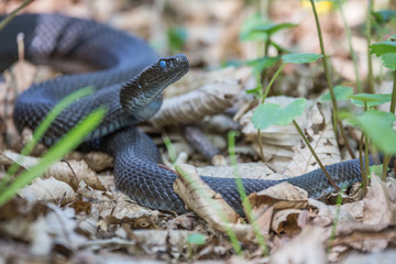Vipera berus nikolskii on it's natural environment