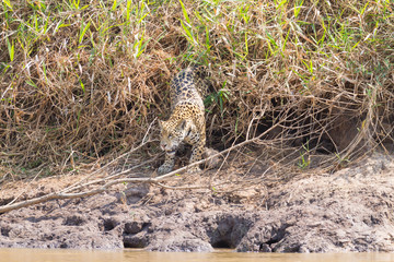 Jaguar from Pantanal, Brazil