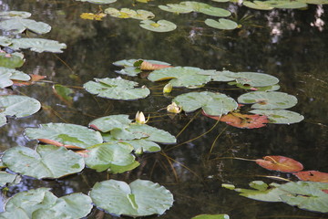 Lily on the pond 2