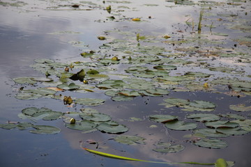 Lily on the pond