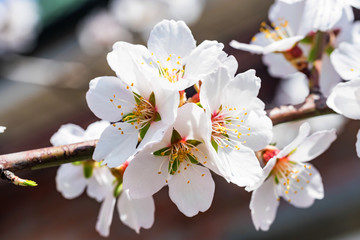 Flowering almond tree branch close