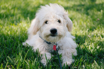 Adorably Cute Golden Doodle Puppy Playing Outside