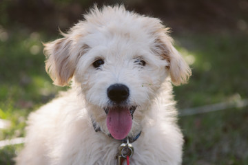Adorably Cute Golden Doodle Puppy Playing Outside