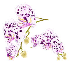 Branches orchids dots purple and white flowers  tropical plant Phalaenopsis  on a white background