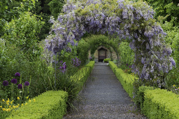 Wisteria flowers arch in the garden