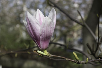 Obraz premium Single magnolia flower with blurred background
