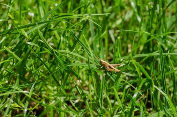 Brown Grasshopper Grass in the Grass.