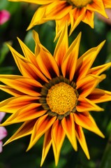 Gazania Flower. Plant originating from South Africa.