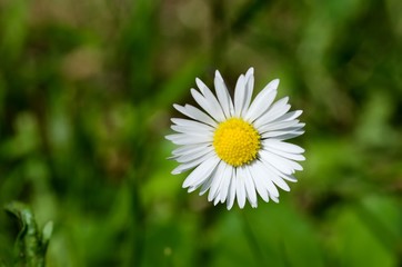 Fototapeta premium Daisy with white-yellow flowers in the garden.
