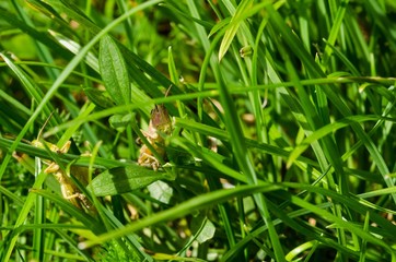 Brown Grasshopper Grass in the Grass.