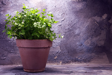 Fototapeta na wymiar Homegrown and aromatic herb parsley in old clay pot.