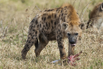 Hyena eating, Africa