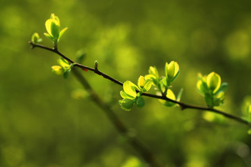 stock-photo-leaves-texture-green-background
