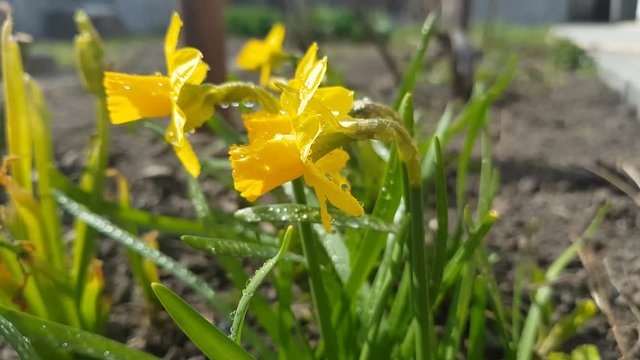 Yellow blooming daffodil with water drops in light breeze. Sunny day. It rains in sunny day. Low angle. Sunshine. Sunrise. Shallow depth of field.