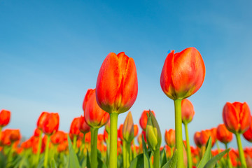 Fototapeta na wymiar Tulips in a field below a blue sky in sunlight in spring