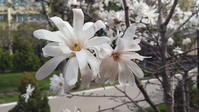 White magnolia blossom in the city park. Light breeze, sunny day, dynamic scene, 4k video.