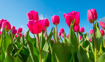 Field with colorful tulips below a blue sky in spring