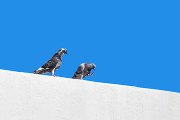 two doves on a white wall against a blue sky