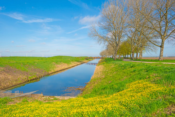 Obraz premium Trees along a canal in sunlight in spring 