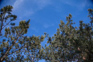 branches of trees against the blue sky