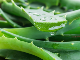 Aloe or Aloe vera fresh leaves and slices on white background. - Powered by Adobe