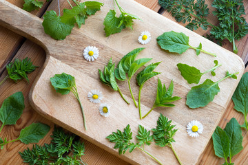 Ground elder, nipplewort, garlic mustard and other wild edible plants