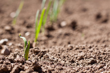 Small young fresh green crops rising from soil to sky