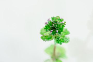 Obraz premium little green seedling sprout