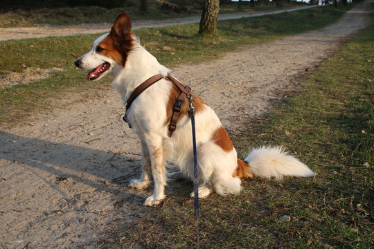 Hund sitzt am Wegrand