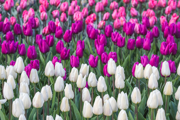 Field of Dutch tulips near Amsterdam