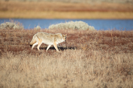 Coyote surching for food in Hayden Valley Yellowstone National Park Wyoming USA
