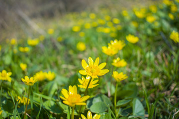 Obraz premium glade of yellow flowers on the island of Khortitsa, Ukraine