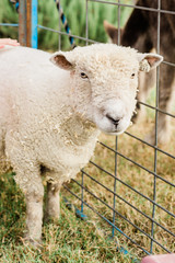 sheep in fence