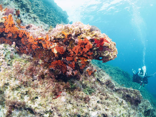 Fototapeta na wymiar Scuba Diving Malta - Wied iz-Zurrieq, l/o Qrendi and Um elFaroud Wreck