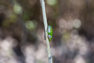 Green Tree Frog on Reed resting, blur background, Isola della Cona, Monfalcone, Italy, amphibian, frog, full frame, copy space