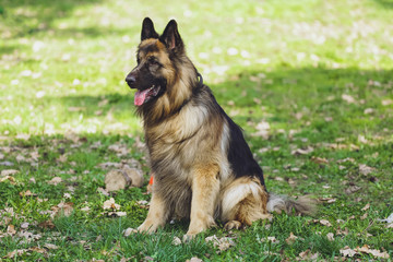 Beautiful dog German Shepherd in the park, in the forest