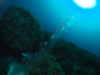 Fototapeta na wymiar Scuba Diving Malta - Comino Reefs and Caves
