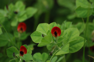 Fototapeta premium Flora spontanea della Sardegna