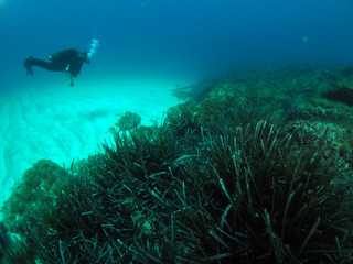 Fototapeta na wymiar Scuba Diving Malta - Exlis Reef, Sliema
