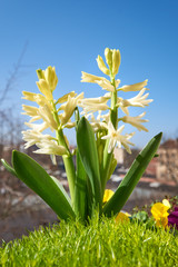 Fototapeta premium White hyacinth in a flowerpot outdoors