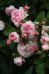 rosa englische Strauchrose