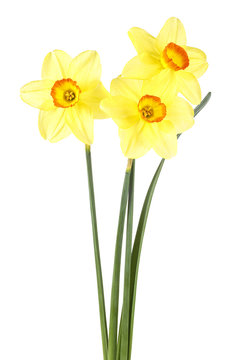 Bouquet of three yellow narcissus flowers with green leaves, white background