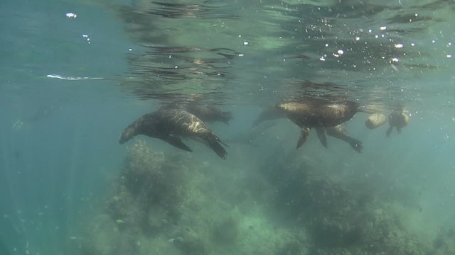 Californian sea lion (Zalophus californianus) swimming and playing in the reefs of los islotes in Espiritu Santo island at La paz,. Baja California Sur,Mexico.
