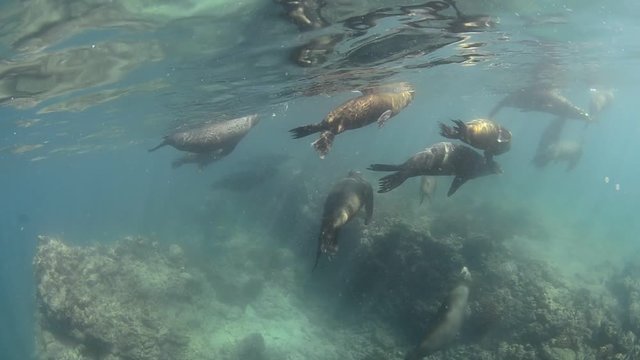Californian sea lion (Zalophus californianus) swimming and playing in the reefs of los islotes in Espiritu Santo island at La paz,. Baja California Sur,Mexico.