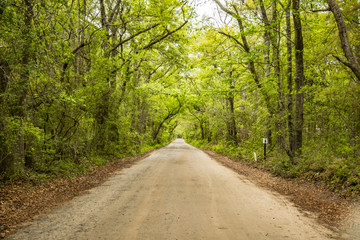 Green Dirt Road