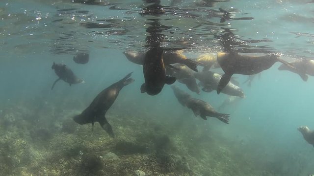 Californian sea lion (Zalophus californianus) swimming and playing in the reefs of los islotes in Espiritu Santo island at La paz,. Baja California Sur,Mexico.