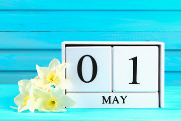 White wooden calendar with the text: May 1. White flowers of daffodils on a blue wooden table. Labor Day and Spring.