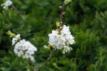 Spring tree flowering white blooming tree. Slovakia